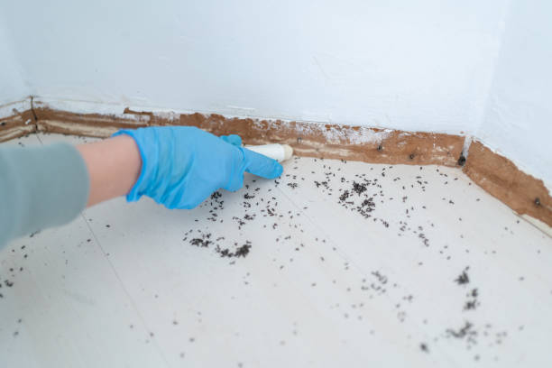 Best Termite Control Services  in West Palm Beach, FL